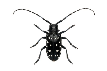 asianlonghornedbeetle