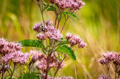 Native Plant Curb Appeal